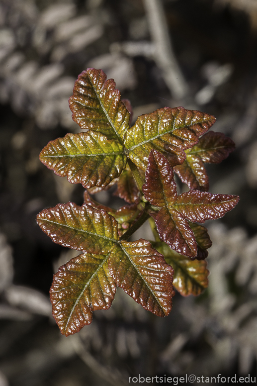 poison oak